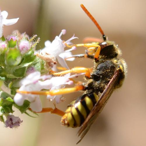 Nomada sexfasciata